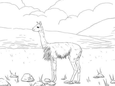 Vicunas South American Camel Coloring Page